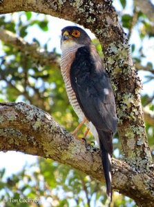 Little Sparrowhawk