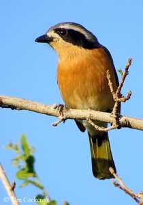 Olive Bush-Shrike