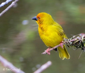 Yellow Weaver