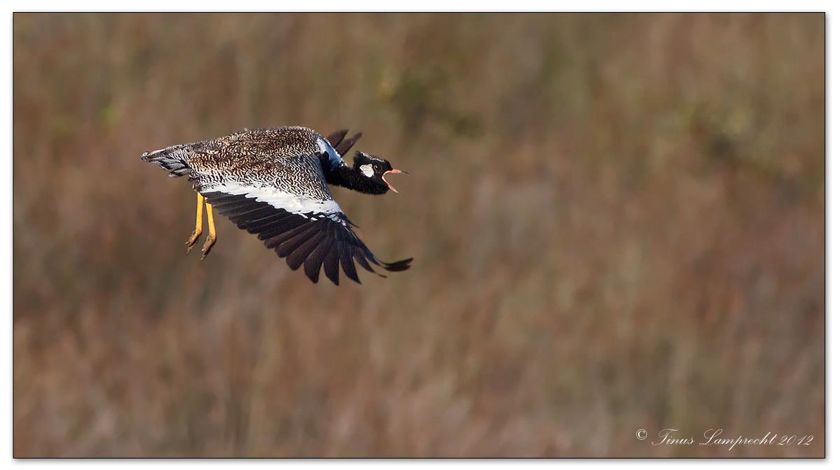 Southern Black Korhaan