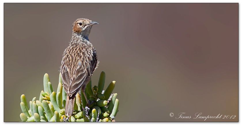 Spike-heeled Lark