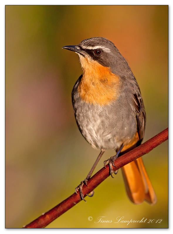 Cape Robin-Chat
