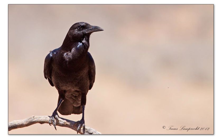 Cape Crow