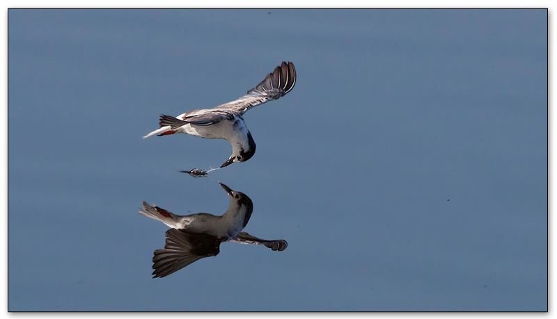 White-winged Tern