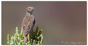Spike-heeled Lark