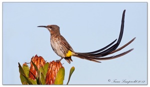 Cape Sugarbird