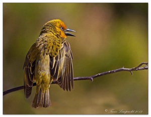 Cape Weaver