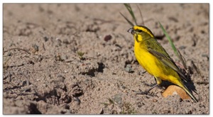 Yellow Canary
