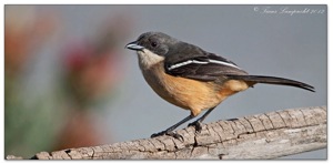 Southern Boubou