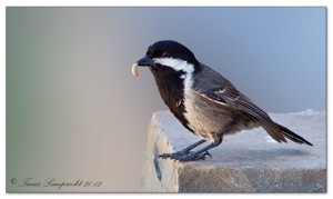 Grey Tit