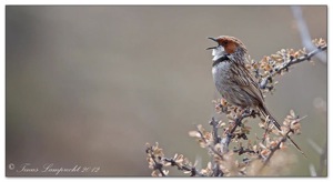 Rufous-eared Warbler