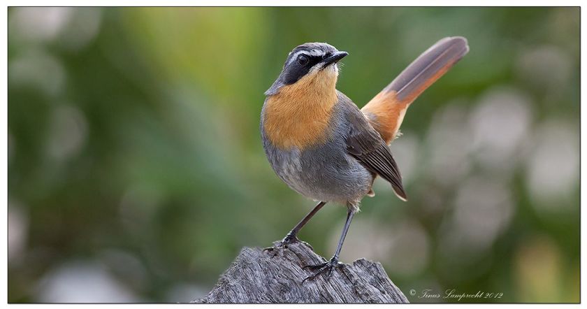 767 Cape Robin-Chat