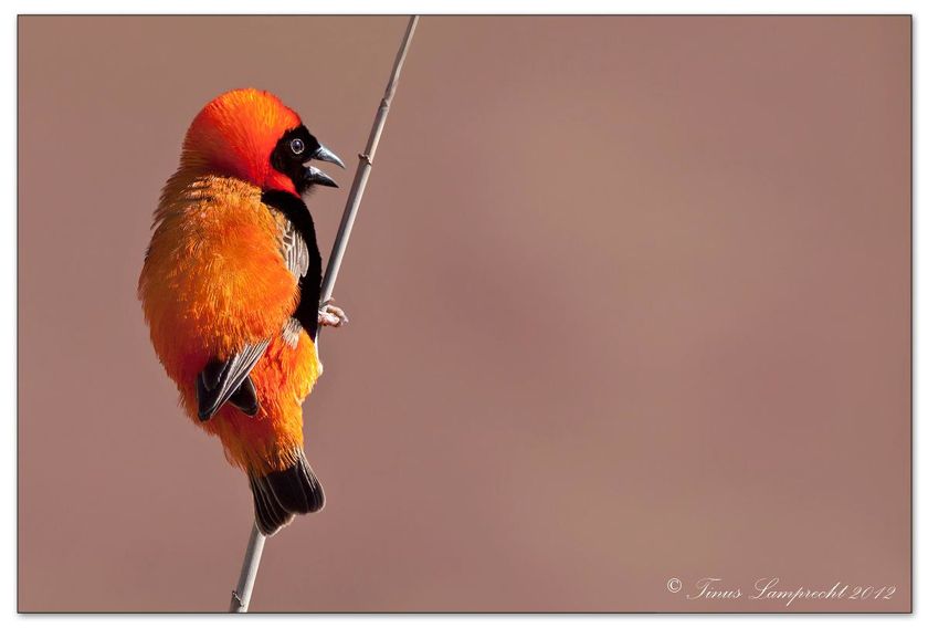 857 Southern Red Bishop