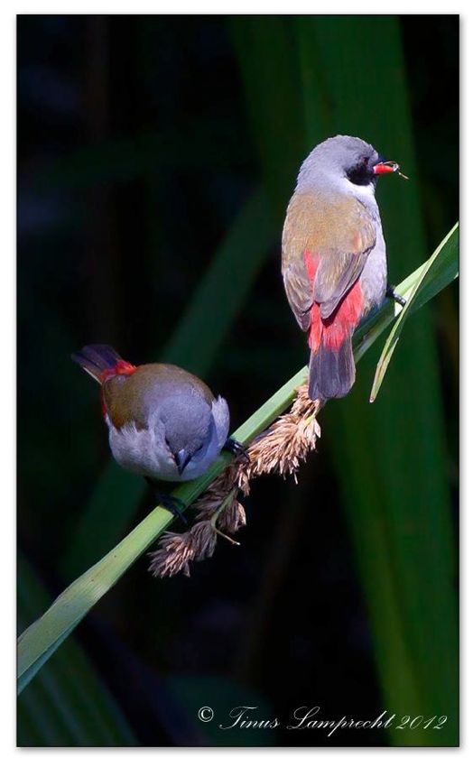 871 Swee Waxbill