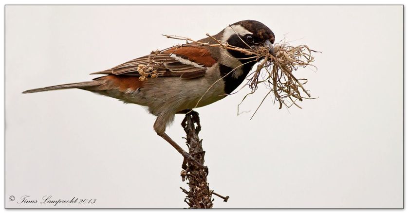 902 Cape Sparrow