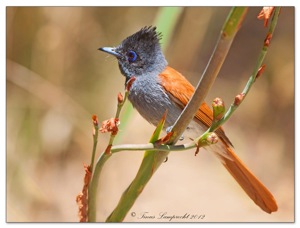 541 African Paradise-Flycatcher