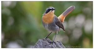767 Cape Robin-Chat
