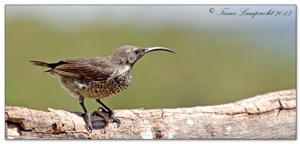 Amethyst Sunbird