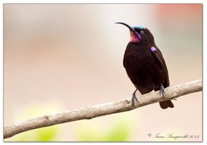 818 Amethyst Sunbird