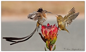 Cape Sugarbird and Cape Weaver