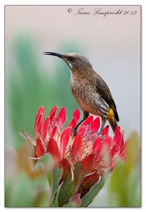 835 Cape Sugarbird