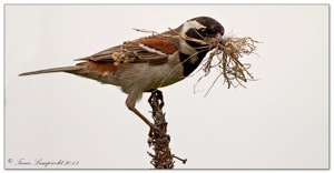 902 Cape Sparrow