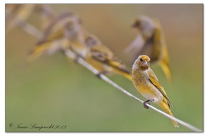 933 Cape Canary