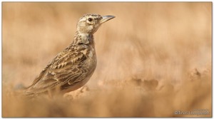 Large-billed Lark