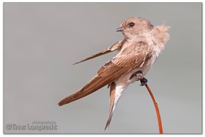 Brown-throated Martin