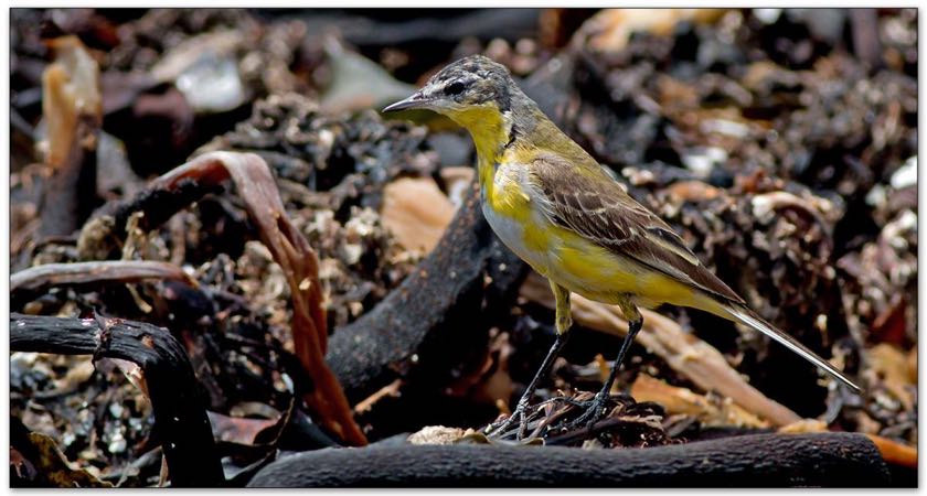 Western Yellow Wagtail