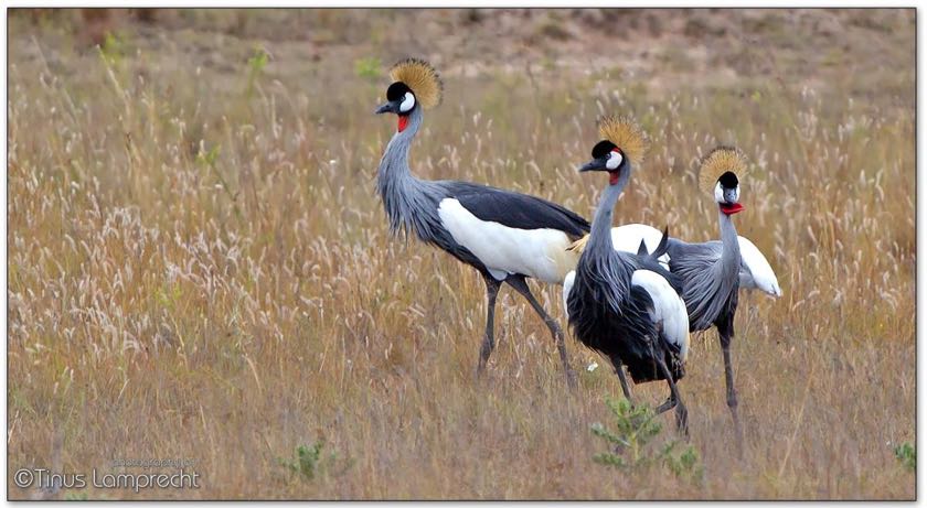 Grey Crowned Crane