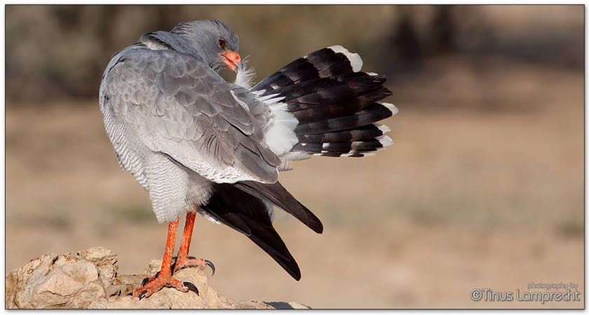 Southern Pale Chanting Goshawk