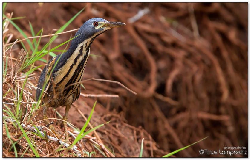Dwarf Bittern