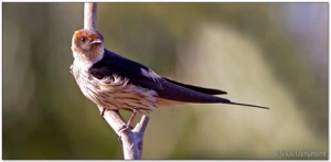 Greater Striped Swallow