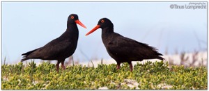 Black Oystercatchers