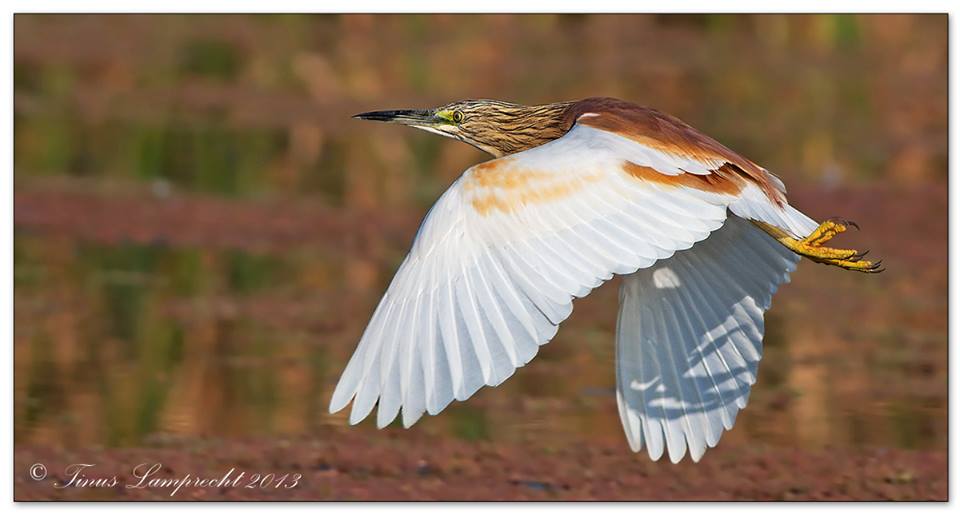 Squacco Heron