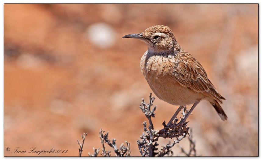 Spike-heeled Lark