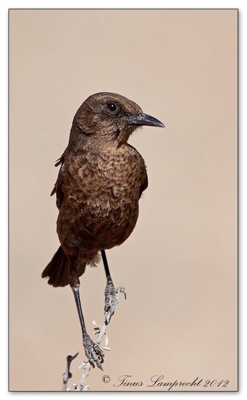 Ant-eating Chat