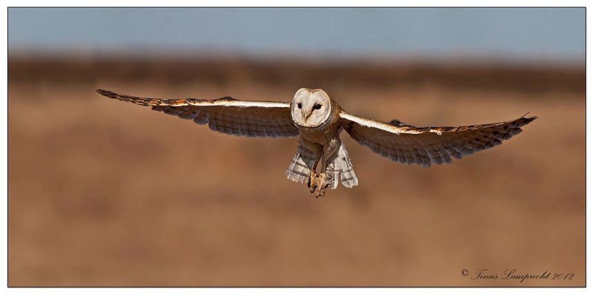 Barn owl