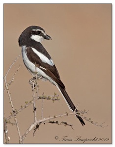Common Fiscal