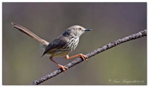 Karoo Prinia