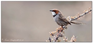 Rufous-eared Warbler