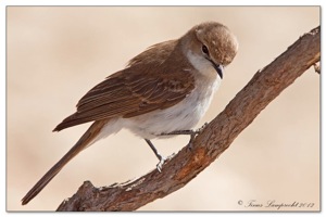 Marico Flycatcher