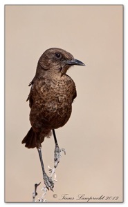 Ant-eating Chat