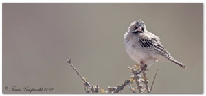 Scaly-feathered Finch