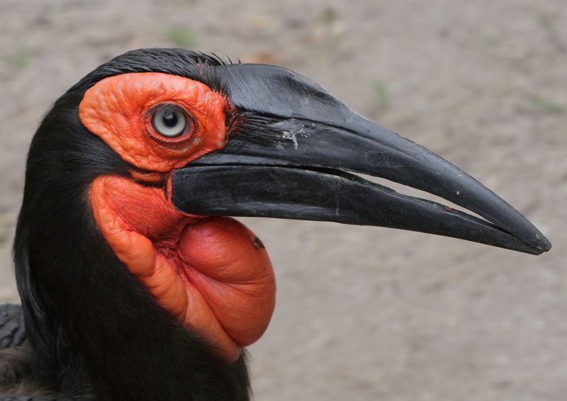 Southern Ground-Hornbill