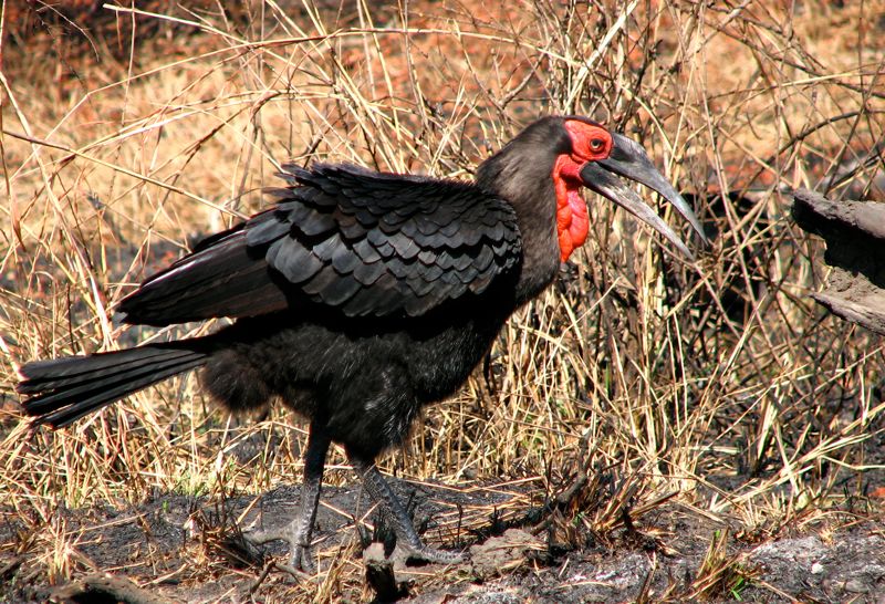Southern Ground-Hornbill