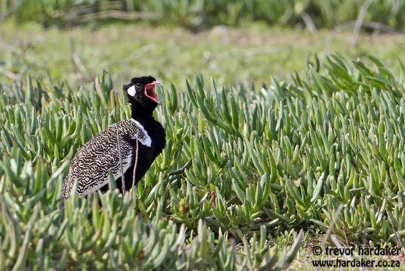 Southern Black Korhaan