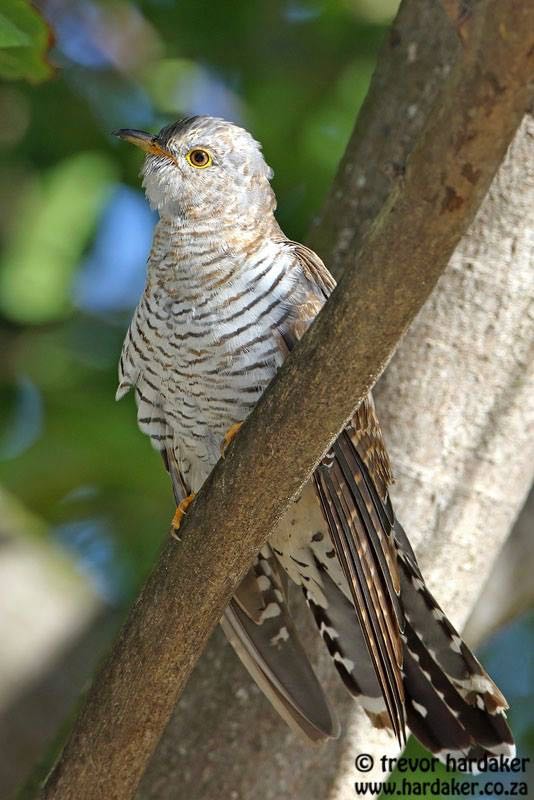 Common Cuckoo
