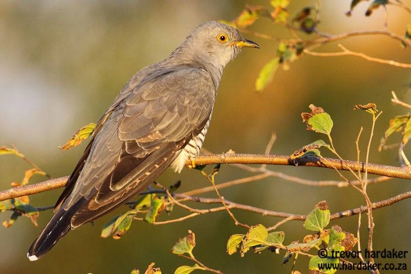 Common Cuckoo